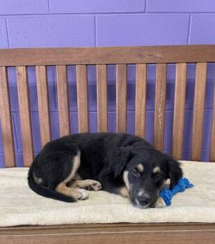 **TOD** -  Australian Shepherd Dog for Adoption in North Prairie, Wisconsin - **TOD** | PetCurious
