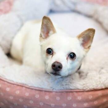 Chihuahua and Mixed Breed Dogs Available for Adoption - Angel | PetCurious