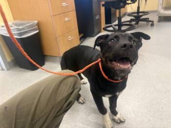 DUKE -  Labrador Retriever and Mixed Breed Dog for Adoption in Tustin, California - DUKE | PetCurious