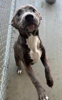 German Shepherd Dog and Pit Bull Terrier Dogs Available for Adoption - Max | PetCurious