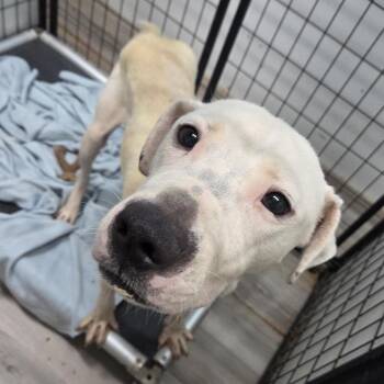 Egret -  Pit Bull Terrier Dog for Adoption in St. Louis, Missouri - Egret | PetCurious
