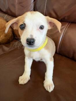Dessert Litter - Red Velvet -  Chihuahua Dog for Adoption in Aurora, Colorado - Dessert Litter - Red Velvet | PetCurious