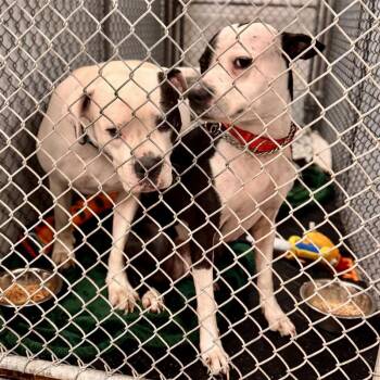 Rescue Mixed Breed Dogs for Adoption in Midland, Michigan - Riot And Rebel - Strays | PetCurious