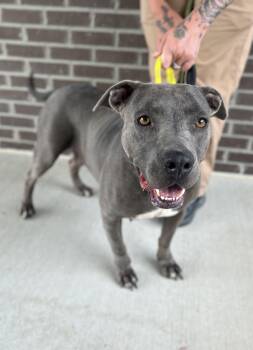 Maddie -  Mixed Breed Dog for Adoption in Manchester, Tennessee - Maddie | PetCurious