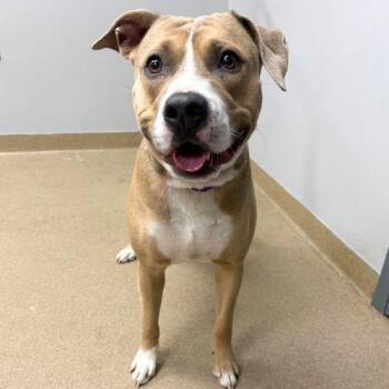 FIFA -  American Staffordshire Terrier Dog for Adoption in Aurora, Colorado - FIFA | PetCurious