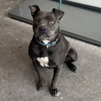 Meg -  Mixed Breed Dog for Adoption in Las Cruces, New Mexico - Meg | PetCurious