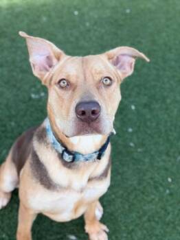 CALI -  Mixed Breed Dog for Adoption in Dallas, Texas - CALI | PetCurious