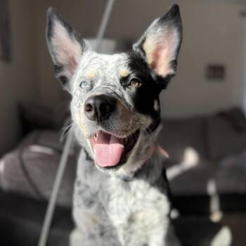 Australian Cattle Dog Blue Heeler Dogs Available for Adoption - POPCORN | PetCurious