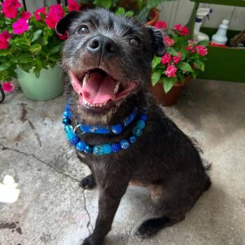 Rescue Terrier Dogs for Adoption in Pittsburgh, Pennsylvania - Harrington | PetCurious
