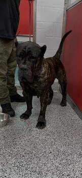 Bullmastiff Dogs Available for Adoption in Palmetto, Florida - SAHARA | PetCurious