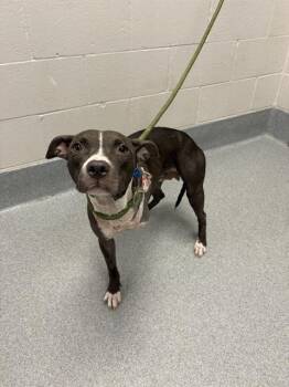 CERRA (TRICERRATOPS) -  Pit Bull Terrier Dog for Adoption in Indianapolis, Indiana - CERRA (TRICERRATOPS) | PetCurious