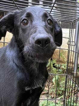 Rescue Mixed Breed Dogs for Adoption in Dallas, Texas - VIOLET | PetCurious