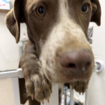 Fred Durst -  Pointer Dog for Adoption in Birmingham, Alabama - Fred Durst | PetCurious