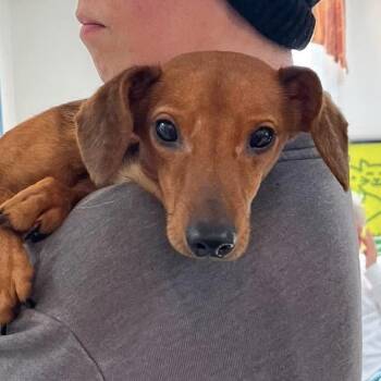 Bandit -  Dachshund Dog for Adoption - Bandit | PetCurious