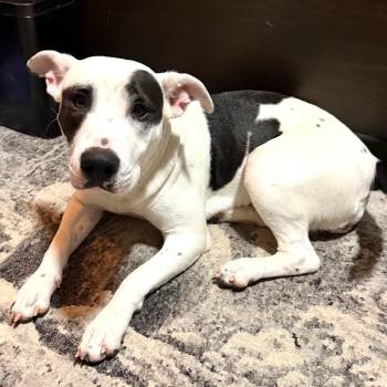Vidia -  Mixed Breed Dog for Adoption in Buffalo, Minnesota - Vidia | PetCurious