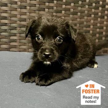 Charentais -  Shepherd and Labrador Retriever Dog for Adoption in Kanab, Utah - Charentais | PetCurious