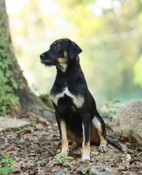Buster -  Schnauzer and Labrador Retriever Dog for Adoption in Lucedale, Mississippi - Buster | PetCurious