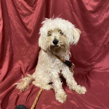 Rescue Maltese Dogs for Adoption in Modesto, California - A603769 | PetCurious
