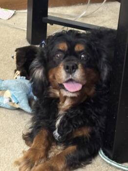 Rescue Cavalier King Charles Spaniel Dogs for Adoption in Omaha, Nebraska - Cavalier King Charles-Auggie | PetCurious