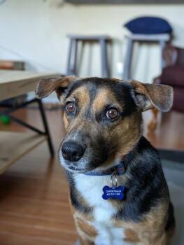 Hound Dogs Available for Adoption in Columbia, Maryland - Major | PetCurious