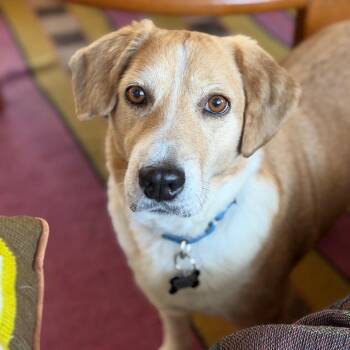 Beagle and Mixed Breed Dogs Available for Adoption - DeeDee D67792 | PetCurious