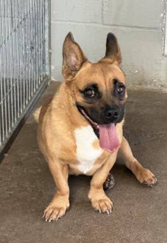 Newt -  Corgi Dog for Adoption in Canutillo, Texas - Newt | PetCurious