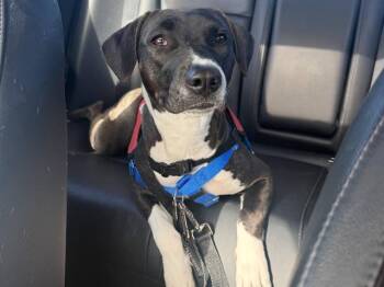Hound and Mixed Breed Dogs Available for Adoption in Phoenix, Arizona - ROBIN | PetCurious