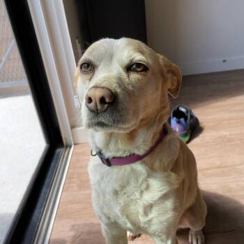 Ivory -  Mixed Breed Dog for Adoption in Corvallis, Oregon - Ivory | PetCurious