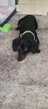 Hamilton - Logan UT -  Dachshund Dog for Adoption in Los Angeles, California - Hamilton - Logan UT | PetCurious