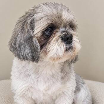 Fanci -  Shih Tzu Dog for Adoption in Brockport, New York - Fanci | PetCurious