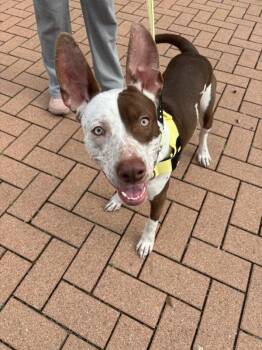 Pit Bull Terrier Dogs Available for Adoption - Luke | PetCurious