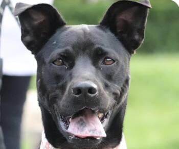 Mountain Dog and Hound Dogs Available for Adoption in San Ramon, California - Pony | PetCurious