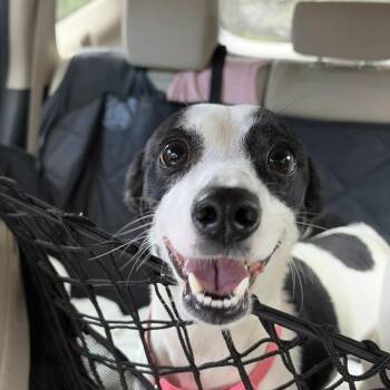 Oreo -  Jack Russell Terrier and Chihuahua Dog for Adoption in Atlanta, Georgia - Oreo | PetCurious