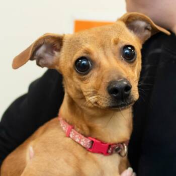 Chihuahua and Dachshund Dogs Available for Adoption in Middletown, Rhode Island - Fawn | PetCurious