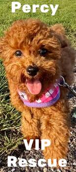 Poodle Dogs Available for Adoption in Redington Beach, Florida - Percy Redington Beach | PetCurious