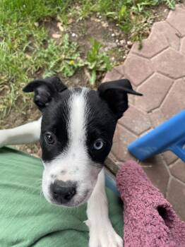 Border Collie and Labrador Retriever Dogs Available for Adoption in Salt Lake City, Utah - Sullie | PetCurious