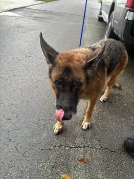 WAWA -  German Shepherd Dog Dog for Adoption in Doral, Florida - WAWA | PetCurious