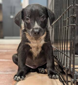 Comet - Blytheville Litter of 8 -  Australian Shepherd and Labrador Retriever Dog for Adoption in Horn Lake, Mississippi - Comet - Blytheville Litter Of 8 | PetCurious