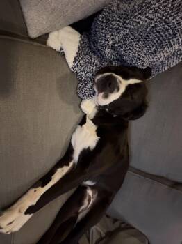 Griffin -  Retriever Dog for Adoption in Douglas, Massachusetts - Griffin | PetCurious