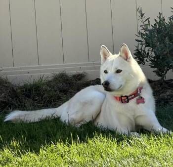 Rescue Siberian Husky Dogs for Adoption in Menifee, California - Sol | PetCurious