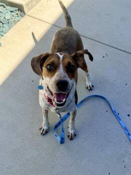 MABLE -  Hound and Mixed Breed Dog for Adoption in Leesburg, Virginia - MABLE | PetCurious
