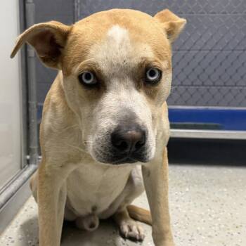 Pit Bull Terrier and Husky Dogs Available for Adoption in Marion, Virginia - Bayou | PetCurious