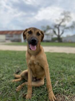 Rescue Black Mouth Cur Dogs for Adoption in Johnson City, Texas - Batman | PetCurious
