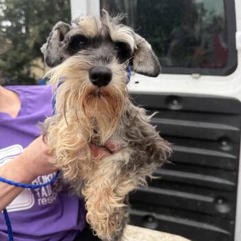 Natasha -  Miniature Schnauzer Dog for Adoption in Northbrook, Illinois - Natasha | PetCurious