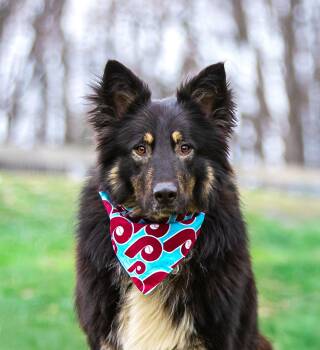 German Shepherd Dog Dogs Available for Adoption - Rory | PetCurious
