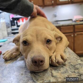 Terrier Dogs Available for Adoption in Tupelo, Mississippi - Nilla - 042916U - 2 | PetCurious