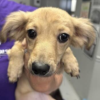 Gretel -  Dachshund Dog Available for Adoption in Midland, Texas - Gretel | PetCurious