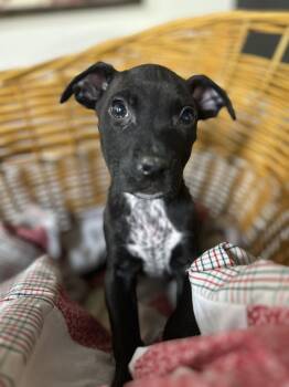 Rescue Mixed Breed Dogs for Adoption in Brownstown, Indiana - Cinco | PetCurious