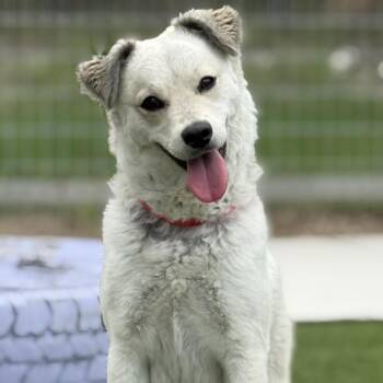 Eskimo Dog Dogs Available for Adoption in Hondo, Texas - Yuka | PetCurious