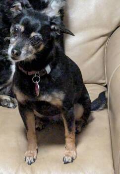 Miniature Pinscher Dogs Available for Adoption in Oakland, California - Juliette  | PetCurious